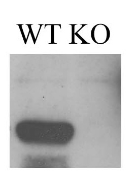 Western blot (WB) analysis of EDG-6 antibody in extracts from K562 cells.
