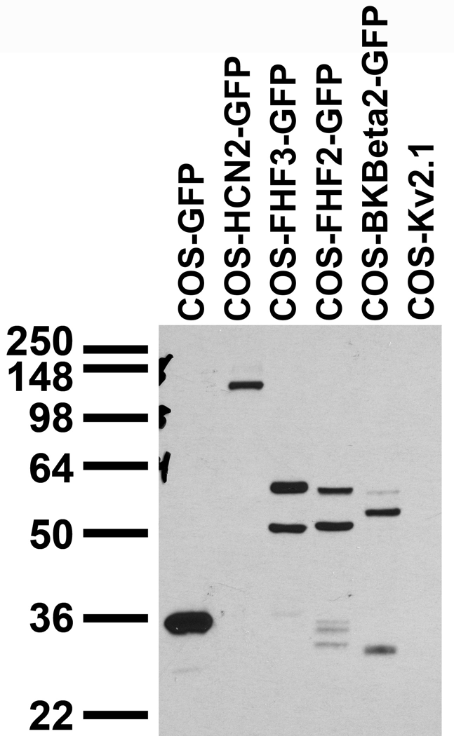 transfected cell immunoblot: extracts of COS cells transfected with GFP; GFP-tagged HCN2, FGF11/FHF3, FGF13/FHF2 and BKBeta2; or untagged Kv2.1 plasmid and probed with N86/8 TC supe.