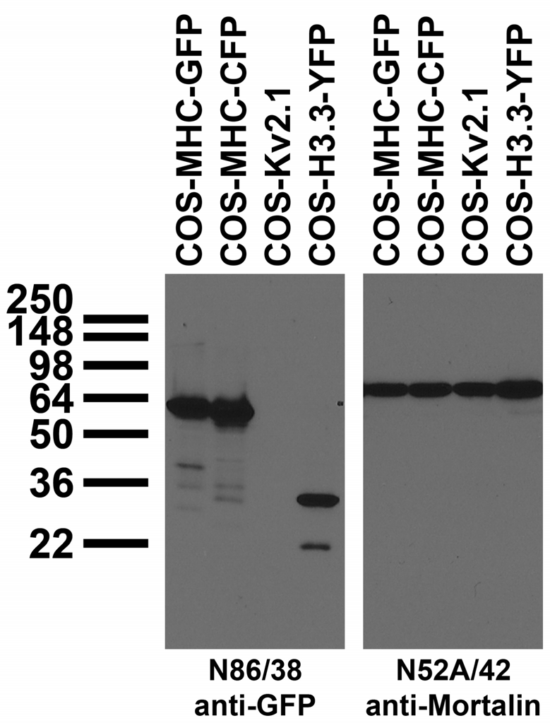 transfected cell immunoblot: extracts of COS cells transfected with GFP-tagged MHC, CFP-tagged MHC, YFP-tagged Histone H3.3 or untagged Kv2.1 plasmid and probed with N86/38 (left) or N52A/42 (right) TC supe.