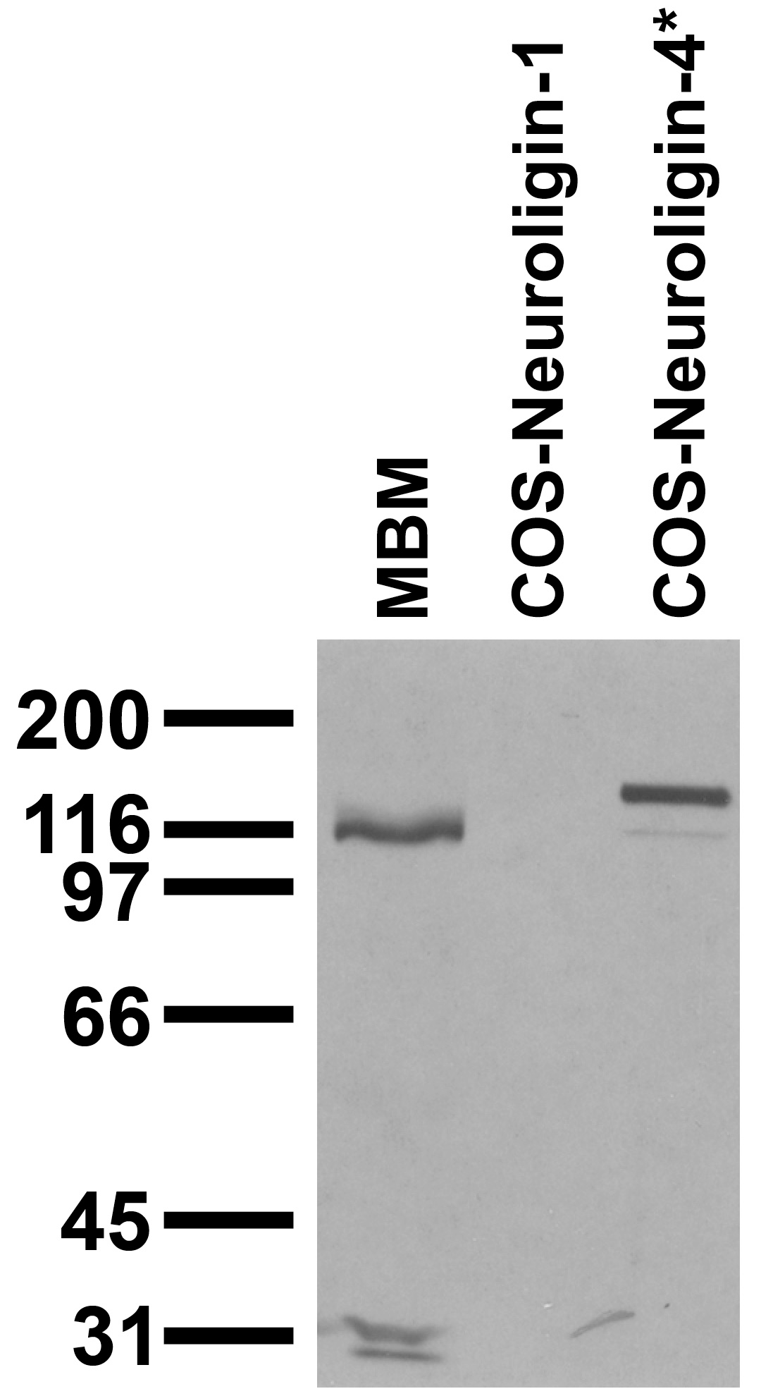 Adult mouse brain membrane (MBM) and transfected cell immunoblot: extracts of MBM and COS cells transiently transfected with Neuroligin-1 and Neuroligin-4* plasmids and probed with N98/7. Data courtesy of Marc Bolliger and Tom Sudhof, UTSW (now at Stanford).