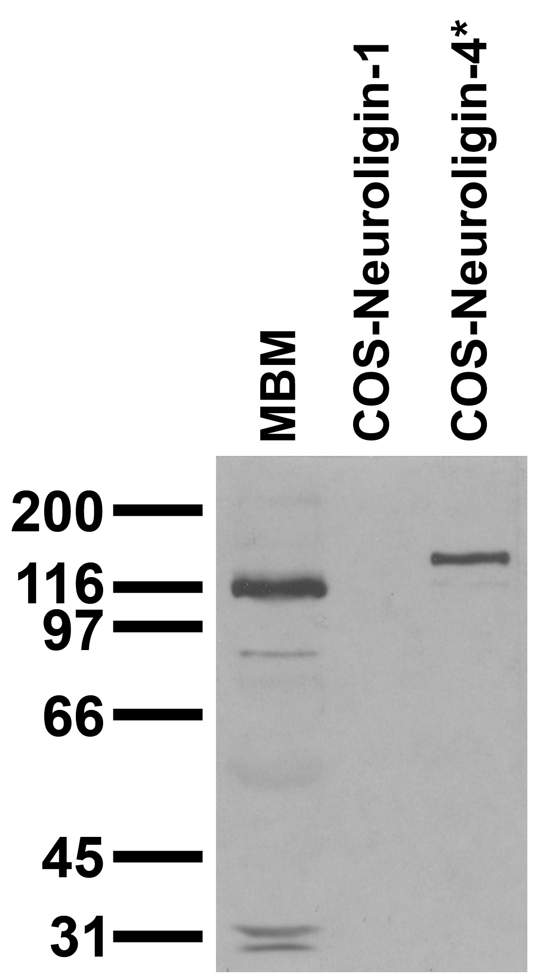 Adult mouse brain membrane (MBM) and transfected cell immunoblot: extracts of MBM and COS cells transiently transfected with Neuroligin-1 and Neuroligin-4* plasmids and probed with N98/47. Data courtesy of Marc Bolliger and Tom Sudhof, UTSW (now at Stanford).