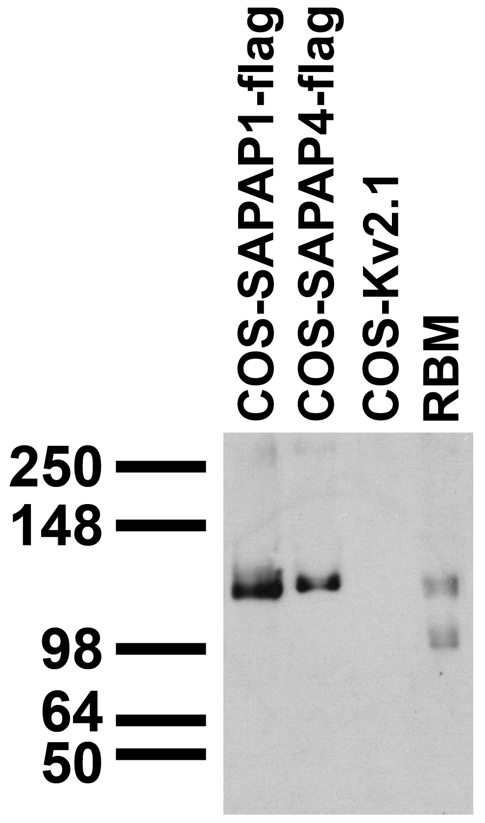 adult RBM and transfected cell immunoblot: extracts of RBM and COS cells transiently transfected with Flag-tagged SAPAP1, SAPAP4 or untagged Kv2.1 plasmids and probed with N127/31 TC supe.