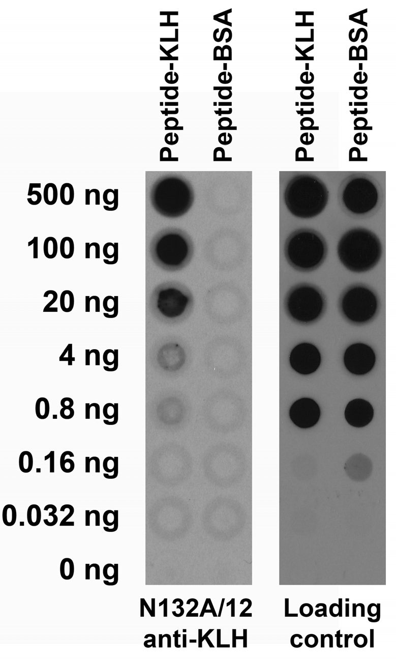 Serial dilutions of KLH-conjugated and BSA-conjugated peptides dotted onto membrane and probed with N132A/12 TC supe (left) and a mouse loading control (right).