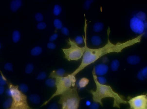 Transfected cell immunofluorescence: COS cells expressing 6xHis-Myc-tagged human VDAC1. Red = rabbit anti-Myc, Green = N144/14, Blue = Hoechst nuclear stain.