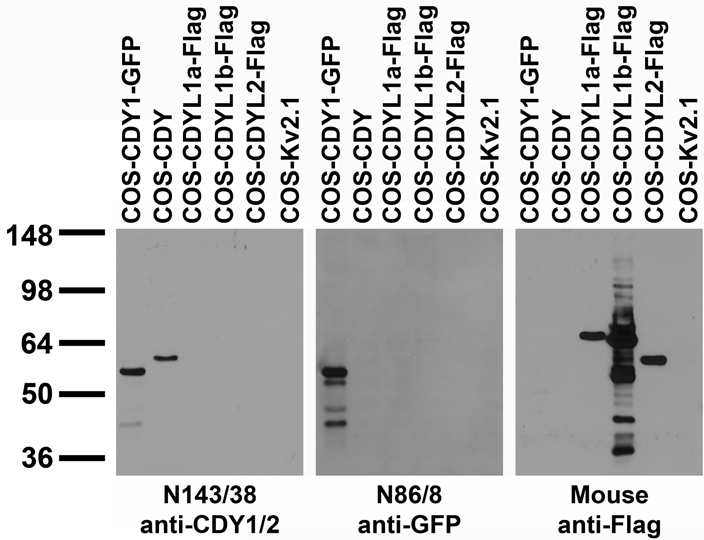 Transfected cell immunoblot: extracts of COS cells transiently transfected with GFP-tagged CDY1, HA- and Flagtagged CDYL1 and CDYL2 and untagged Kv2.1 plasmids and probed with N143/38 (left panel), anti-Flag (middle panel) and K89/34 (right panel) TC supe.