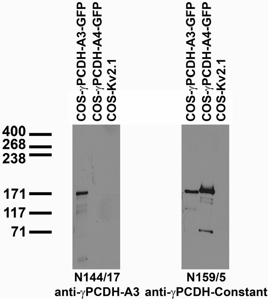 Transfected cell immunoblot: extracts of COS cells transiently transfected with GFP-tagged Gammaprotocadherin- A3 and -A4 and untagged Kv2.1 plasmids and probed with N144/17 (left) and N159/5 (right) TC supe.