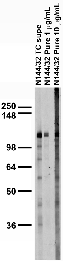 Adult rat brain membrane immunoblot