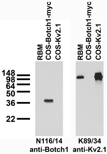 Adult rat brain membrane (RBM) and transfected cell immunoblot: extracts of RBM and COS cells transiently transfected with Myc-tagged Botch1 and untagged Kv2.1 plasmids and probed with N116/14 (left panel) and K89/34 (right panel) TC supe.