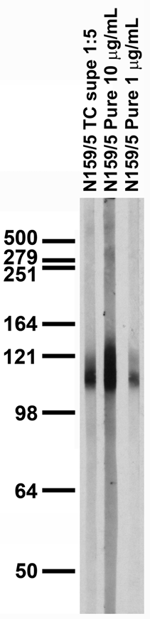 adult rat brain membrane immunoblot