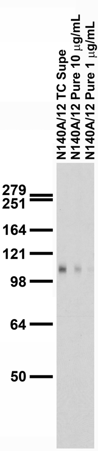 Lrfn5 Mouse Monoclonal Antibody [Clone ID: N140A/12]