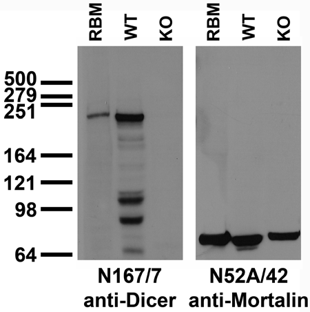 Immunoblot versus adult rat brain membranes (RBM) and extracts of embryonic stem (ES) cells from wild-type (WT) and Dicer knockout (KO) mice probed with N167/7 (left) and N52A/42 (right, loading control) TC supe. Mouse ES cell samples courtesy of Chryssa Kanellopoulou and David Livingston, Harvard.