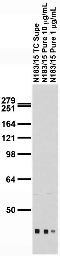 Western blot (WB) analysis of PKR1 antibody (Cat.-No.: AP01335PU-N) in extracts from COLO cells.