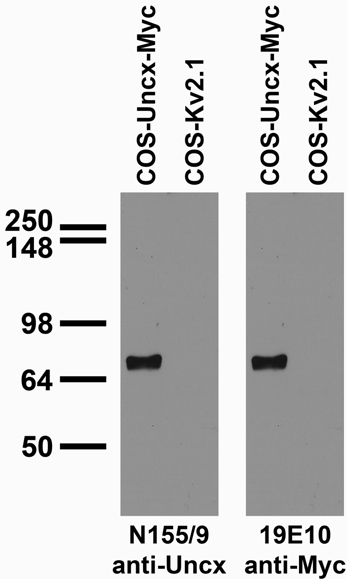 Uncx Mouse Monoclonal Antibody [Clone ID: N155/9]