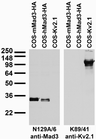 Transfected cell immunoblot: extracts of COS cells transiently transfected with HA-tagged mouse and human Mad3 (mMad3 and hMad3, respectively) and untagged Kv2.1 plasmids and probed with N129A/6 (left) and K89/41 (right) TC supes.