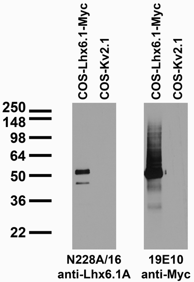 Transfected cell immunoblot: extracts of COS cells transiently transfected with Myc-tagged Lhx6.1 and untagged Kv2.1 plasmids and probed with N228A/16 (left) and 19E10 (right) TC supe.