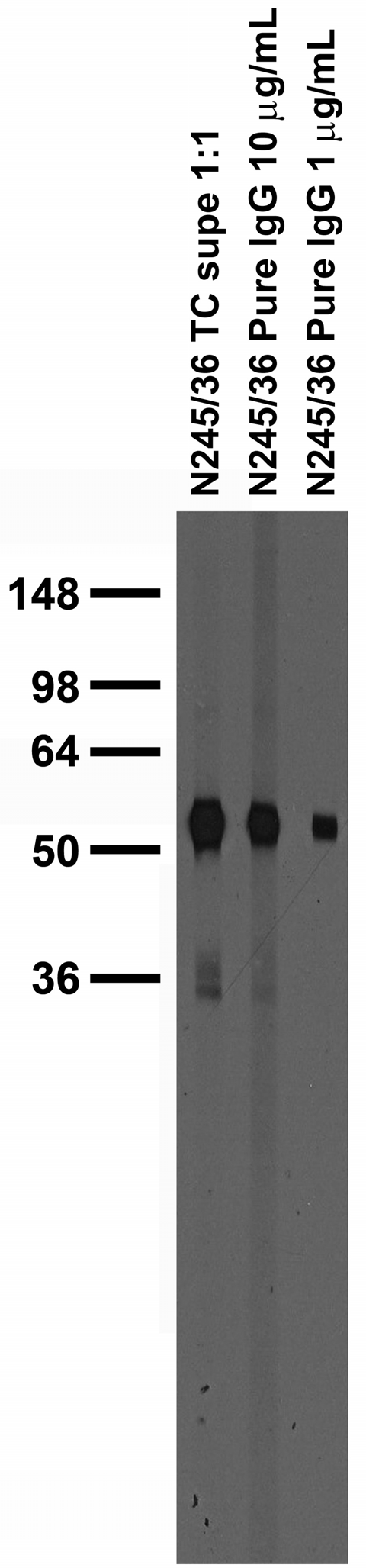 Adult rat brain membrane immunoblot