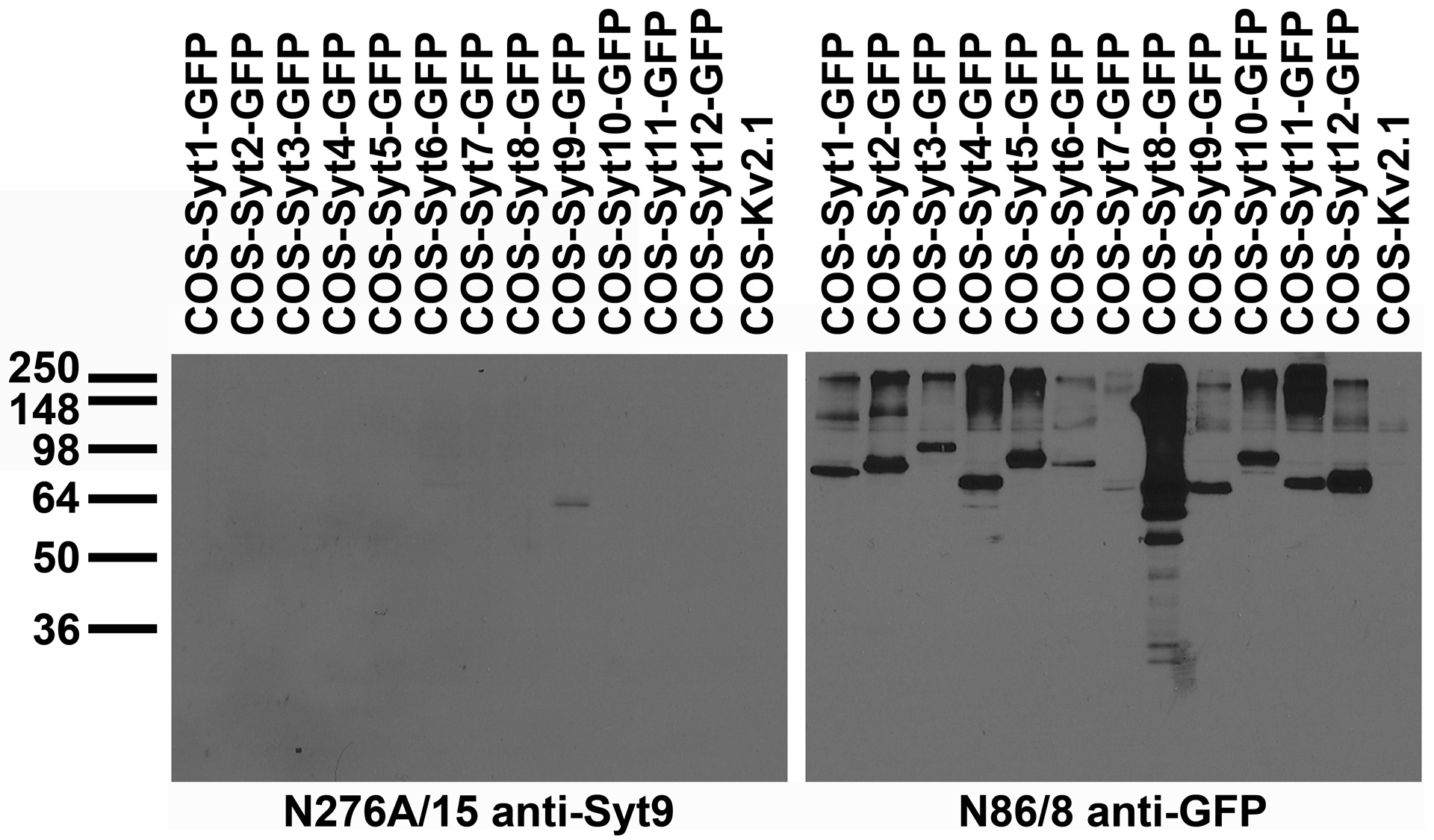Transfected cell immunoblot: extracts of COS cells transiently transfected with GFP-tagged Synaptotagmin or untagged Kv2.1 plasmids and probed with N276A/15 (left) and N86/8 (right)
