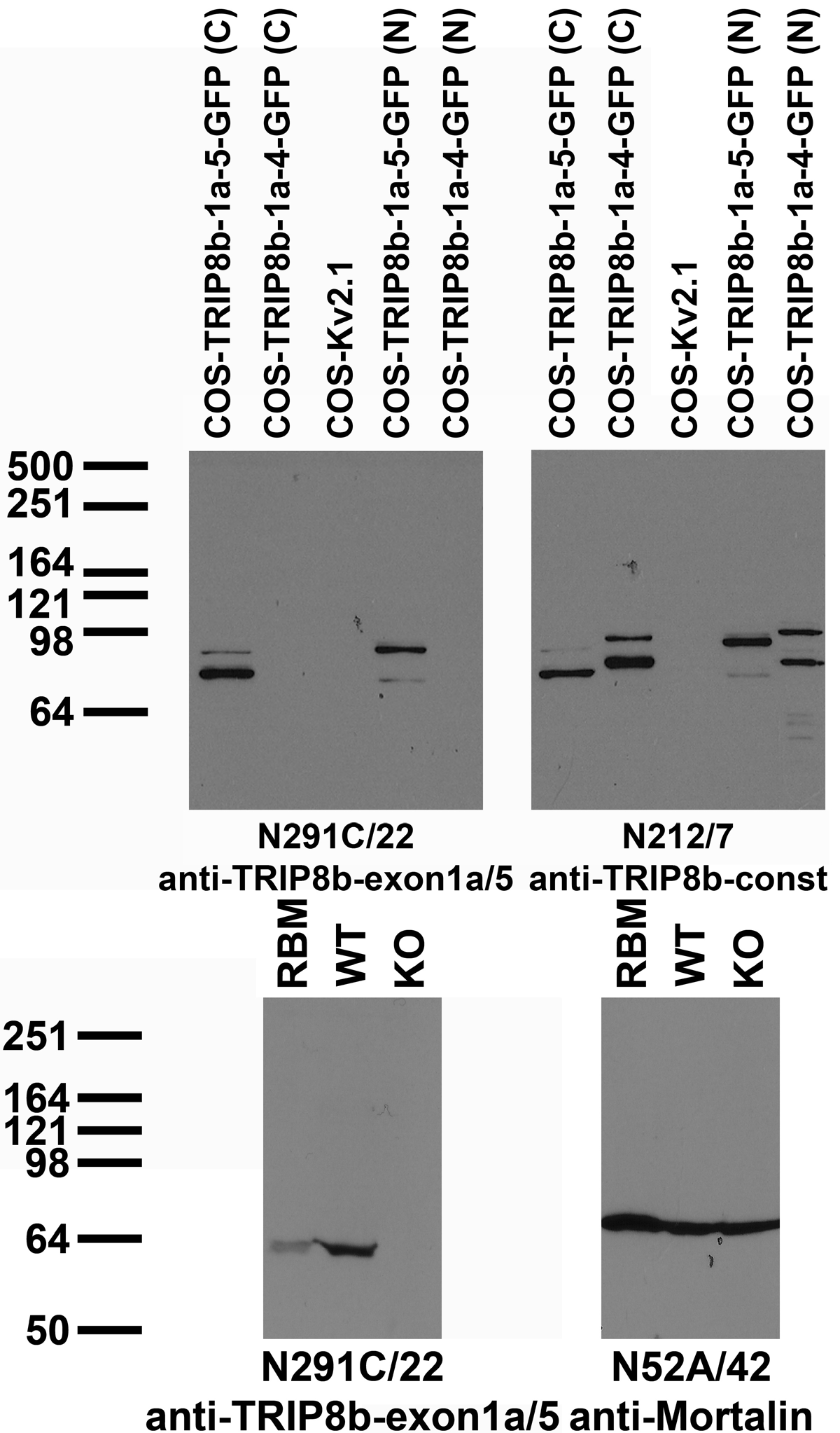 Transfected cell immunoblot: extracts of COS cells transiently transfected with carboxyterminally (C) and amino-terminally (N) GFP-tagged TRIP8b-1a-5, TRIP8b-1a-4 or untagged Kv2.1 plasmid and probed with N291C/22 (left) and N212/7 (right) TC supe. nImmunoblot versus crude membranes from adult rat brain (RBM) and WT and TRIP8b KO mouse brains probed with N291C/22 (left) and N52A/42 (right) TC supe. Mouse brains courtesy of Dane Chetkovich (Northwestern University)