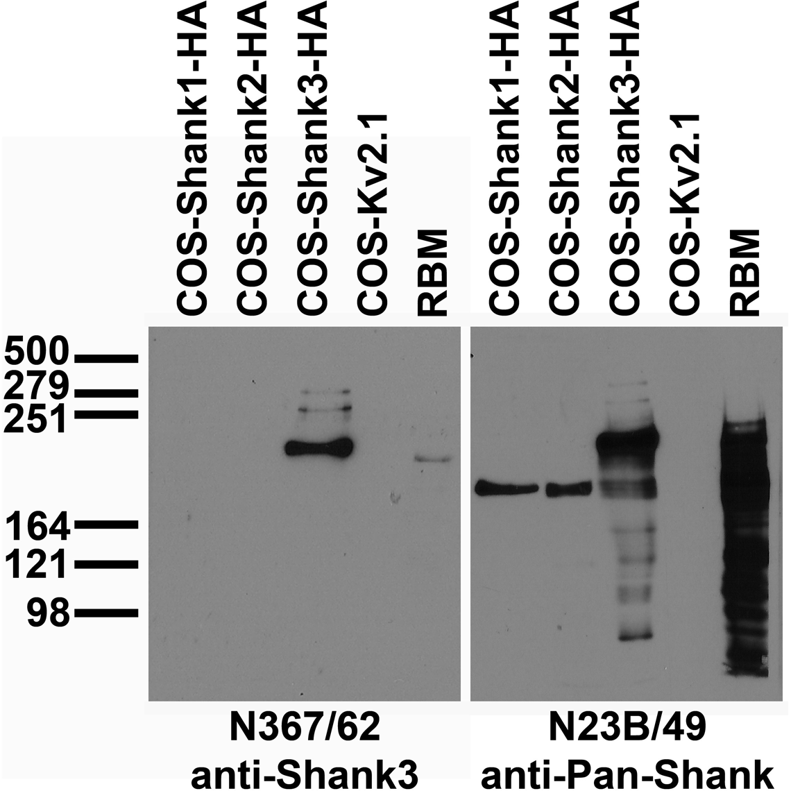 Adult rat brain membrane (RBM) and transfected cell immunoblot: extracts of RBM and COS cells transiently transfected with HA-tagged Shank1, Shank2, Shank3 or untagged Kv2.1 plasmid and probed with N367/62 (left) or N23B/49 (right) TC supe.