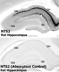 Neurotensin Receptor 2 (NTSR2) Rabbit Polyclonal Antibody