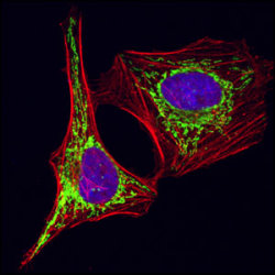 Confocal immunofluorescent analysis of HeLa cells using HSP60 (D307) Antibody (green). Actin filaments have been labeled with Alexa Fluor® 555 phalloidin (red). Blue pseudocolor = DRAQ5™ (fluorescent DNA dye).