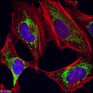 Confocal immunofluorescent analysis of HeLa cells using HSP60 (D85) Antibody (green). Actin filaments have been labeled with Alexa Fluor® 555 phalloidin (red). Blue pseudocolor = DRAQ5™ (fluorescent DNA dye).