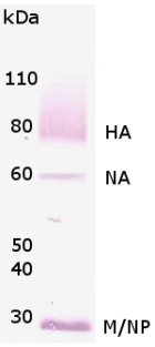 Western blot analysis of Influenza A Virus (subtype H1N1). 3 ug of intact A/California/14/2009 H1N1 virions were loaded on SDS-PAGE, transferred to a PVDF membrane and detected with rabbit anti-Influenza A Virus (subtype H1N1) Polyclonal Antibody at a 1:1,000 dilution. Goat anti-rabbit secondary antibody was used at 1:10,000 dilution. The antibody detects: Hemagglutinin (HA) ~75 kDa, Neuraminidase monomer (NA) ~55 kDa, Matrix (M) ~26 kDa and Non-structural Protein monomer (NP) ~26-27 kDa (M and NP often co-migrate as 1 band).