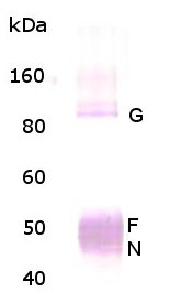 Western blot analysis of Respiratory Syncytial Virus. 3 ug of RSV virions (subgroup A-Long strain) were loaded on SDS-PAGE, transferred to a PVDF membrane and detected with rabbit anti-RSV (Long strain) Polyclonal Antibody at a 1:1,000 dilution. Goat anti-rabbit secondary antibody was used at 1:10,000 dilution. The antibody detects the following RSV proteins: Glycoprotein (G) ~90 kDa, Fusion (F) protein) ~55 kDa, and nucleocapsid (N) protein) ~46 kDa. Overexposure of the blot can result in detection of M2 protein (~22 kDA-not shown).