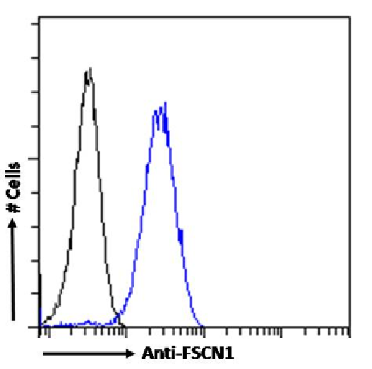 Flow cytometry using the Anti-FSCN1 antibody SAIC-32C-205 (TA385905). Paraformaldehyde fixed HeLa cells permeabilized with 0.5% Triton were stained with anti-unknown specificity antibody (TA385792; isotype control, black line) or the rabbit IgG version of SAIC-32C-205 (TA385905, blue line) at a dilution of 1:100 for 1h at RT. After washing, the bound antibody was detected using a goat anti-rabbit IgG AlexaFluor® 488 antibody at a dilution of 1:1000 and cells analyzed using a FACSCanto flow-cytometer.