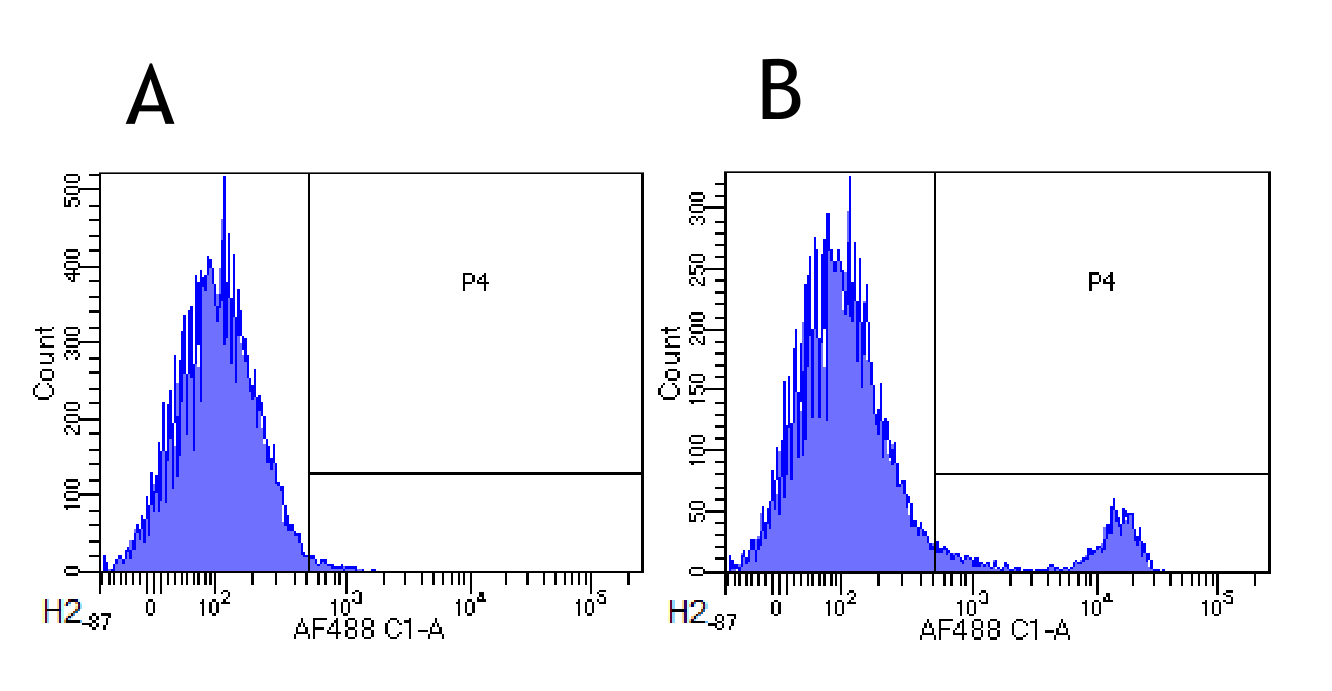 Flow-cytometry using anti-CD8beta antibody YTS 156.7.7 (TA386002) Mouse lymphocytes were stained with an anti-CD44 control (TA386028, panel A) or the rabbit-chimeric version of YTS 156.7.7 (TA386002, panel B) at a concentration of 1 microg/ml for 30 mins at RT. After washing, bound antibody was detected using a AF488 conjugated donkey anti-rabbit antibody and cells analysed on a FACSCanto flow-cytometer.