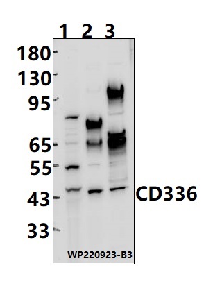 Western blot (WB) analysis of CD336 polyclonal antibody at 1:1000 dilution Lane1:MCF-7 cell membrane lysate(25ug) Lane2:L02 cell membrane lysate(25ug) Lane3:EC9706 cell membrane lysate(25ug)