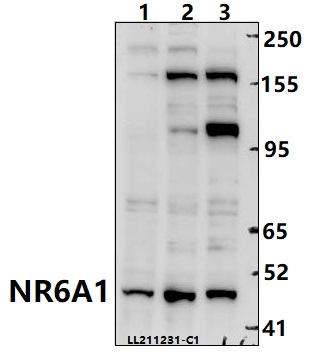 Western blot (WB) analysis of NR6A1 polyclonal antibody at 1:2000 dilution Lane1:Hela whole cell lysate(40ug) Lane2:HepG2 whole cell lysate(40ug) Lane3:K562 whole cell lysate(40ug)