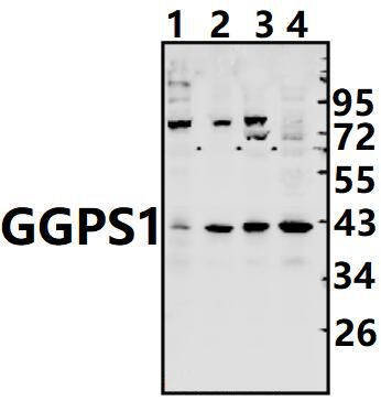 Western blot (WB) analysis of GGPS1 pAb at 1:500 dilution Lane1:C6 whole cell lysate(40ug) Lane2:3T3-L1 whole cell lysate(40ug) Lane3:A375 whole cell lysate(40ug) Lane4:K562 whole cell lysate(40ug)