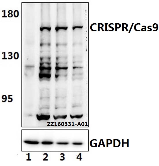 Western blot (WB) analysis of CRISPR/Cas9 (R780) polyclonal antibody at 1:500 dilution Lane1:HEK293T whole cell lysate. Lane2:HEK293T transfected with CRISPR/Cas9(L:P=3:1). Lane3:HEK293T transfected with CRISPR/Cas9(L:P=6:1). Lane4:HEK293T transfected with CRISPR/Cas9(L:P=9:1).