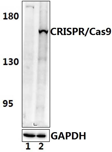 Western blot (WB) analysis of CRISPR/Cas9 (P860) polyclonal antibody at 1:500 dilution Lane1:HEK293T whole cell lysate. Lane2:HEK293T transfected with CRISPR/Cas9.