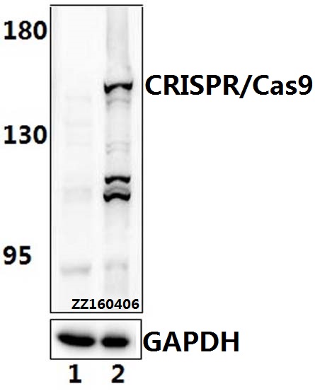 Western blot (WB) analysis of CRISPR/Cas9 (D1100) polyclonal antibody at 1:500 dilution Lane1:HEK293T whole cell lysate. Lane2:HEK293T transfected with CRISPR/Cas9.