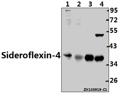 Western blot (WB) analysis of Sideroflexin-4 (G12) polyclonal antibody at 1:1000 dilution Lane1:HCT116 whole cell lysate(40ug) Lane2:HepG2 whole cell lysate(40ug) Lane3:L02 whole cell lysate(10ug) Lane4:H1792 whole cell lysate(10ug)