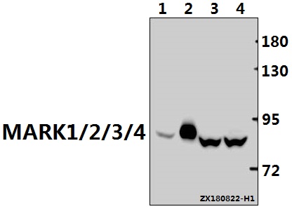 Western blot (WB) analysis of MARK1/2/3/4 (G152) pAb at 1:1000 dilution Lane1:The Brain tissue lysate of Rat(40ug) Lane2:The Heart tissue lysate of Mouse(5ug) Lane3:L02 whole cell lysate(30ug) Lane4:HEK293T whole cell lysate(30ug)