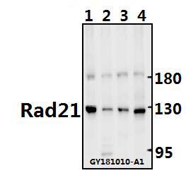 Western blot (WB) analysis of Rad21 (D548) pAb at 1:500 dilution Lane1:C6 whole cell lysate(40ug) Lane2:3T3-L1 whole cell lysate(40ug) Lane3:Hela whole cell lysate(40ug) Lane4:HEK293T whole cell lysate(40ug)