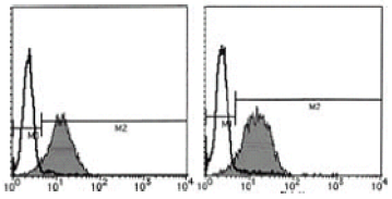 Flow cytometric analysis of CD29/beta1 Integrin expression on MOLT-4 (left) and Jurkat (right). Open histograms indicate the reaction of isotypic control to the cells. Shaded histograms indicate the reaction of AM26428AF-N to the cells. Flow cytometric analysis of CD29/beta1 Integrin expression on MOLT-4 (left) and Jurkat (right). Open histograms indicate the reaction of isotypic control to the cells. Shaded histograms indicate the reaction of AM26428AF-N to the cells.