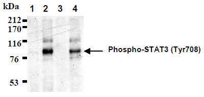 Western blot analysis of STAT3 phosphorylation using AM26475AF-N in 293T cells transfected with zebrafish STAT3 (1), 293T cells co-transfected with zebrafish STAT3 and mouse JAK1 (2), 293T cells transfected with mouse STAT3 (3), 293T cells cotransfected with mouse STAT3 and mouse JAK1 (4).