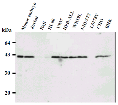 Western blot analysis of Ring1B expression in several cells using AM26485AF-N.