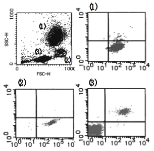 Flow cytometric analysis of Flavocytochrome b558 expression on Granulocytes (1), Monocytes (2) and Lymphocytes (3). The staining intensity of AM26496AF-N is shown in the horizonal axis withCD19-FITC staining on the vertical axis. Flow cytometric analysis of Flavocytochrome b558 expression on Granulocytes (1), Monocytes (2) and Lymphocytes (3). The staining intensity of AM26496AF-N is shown in the horizonal axis withCD19-FITC staining on the vertical axis.
