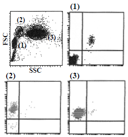 Flow cytometric analysis of Flavocytochrome b558 expression on Lymphocyte (1), Monocyte (2) and Granulocyte (3). The staining intensity of AM26496RP-N is shown in the vertical axis with CD19 staining on the horizontal axis. Flow cytometric analysis of Flavocytochrome b558 expression on Lymphocyte (1), Monocyte (2) and Granulocyte (3). The staining intensity of AM26496RP-N is shown in the vertical axis with CD19 staining on the horizontal axis.