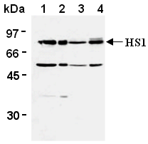 Western blot analysis of HS1 expression in Raji (1), Jurkat (2), WR19L (3) and PC12 (4) using AM26574AF-N. Western blot analysis of HS1 expression in Raji (1), Jurkat (2), WR19L (3) and PC12 (4) using AM26574AF-N.