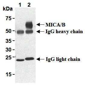Immunoprecipitation of MICA/B from HeLa cells with mouse IgG2a (1) or AM26693AF-N (2). After immunoprecipitated with the antibody, immunocomplex was resolved on SDS-PAGE and immunoblotted with anti MICA/B (BAMO1).