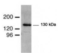 Sample (30ug of whole cell lysate). A: NIH-3T3. 12% SDS PAGE. FBXL12 antibody. TA308590 diluted at 1:1000.