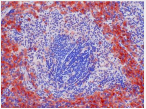 Staining of RM1 antibody on rat spleen (frozen section) Cat.-No BM4004