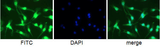 Mouse anti-Macrophage F4/80 antigen antibody Cat.-No BM4008F (5 microg/ml) on Raw 204.4 cells. Cells were fixed in 1% PFA, permeabilized in 0.25%Triton X 100 in PBS, blocked in 1% BSA in PBS.