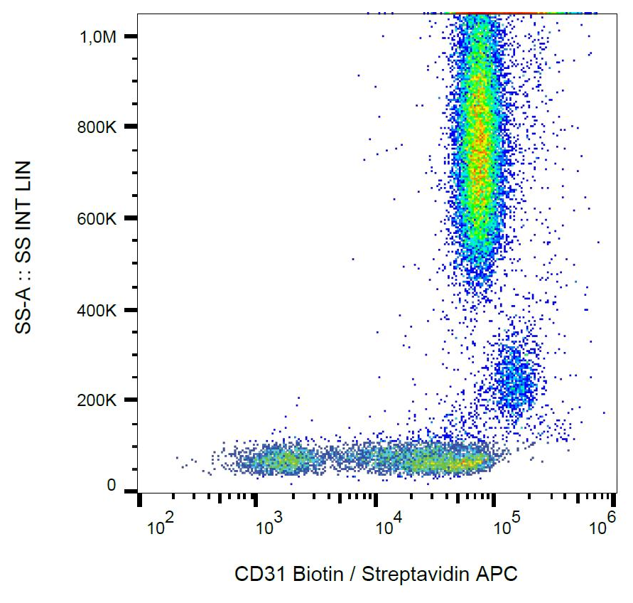 Surface staining of human peripheral blood with anti-human CD31 (MEM-05) biotin.